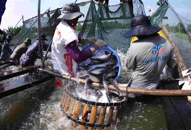 VASEP forecasts pangasius exports to hit $2.3 billion this year