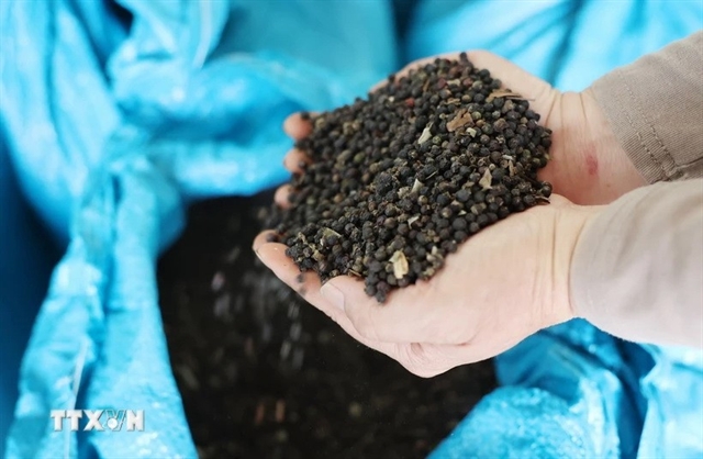 Pepper industry needs to better adapt to stringent export requirements: experts