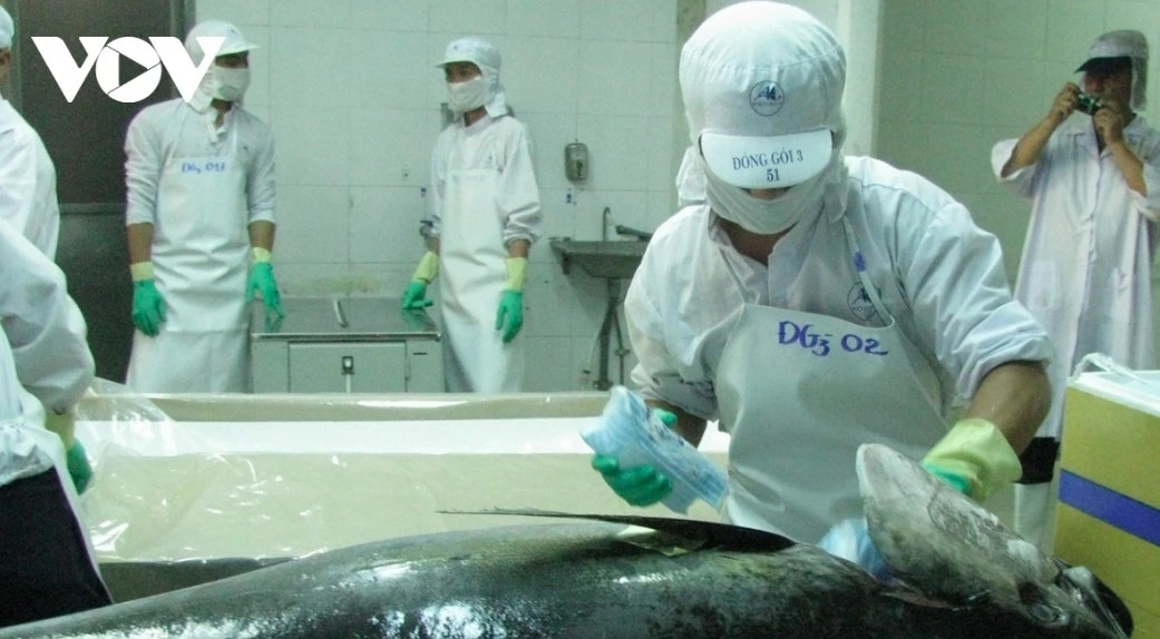 Tuna exports reach US$924 million in 2025 amid diverging market trends