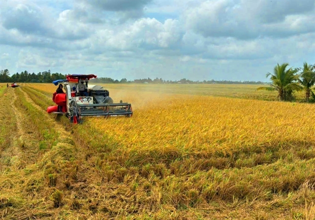 Cà Mau’s specialty Tài Nguyên rice seeks global markets