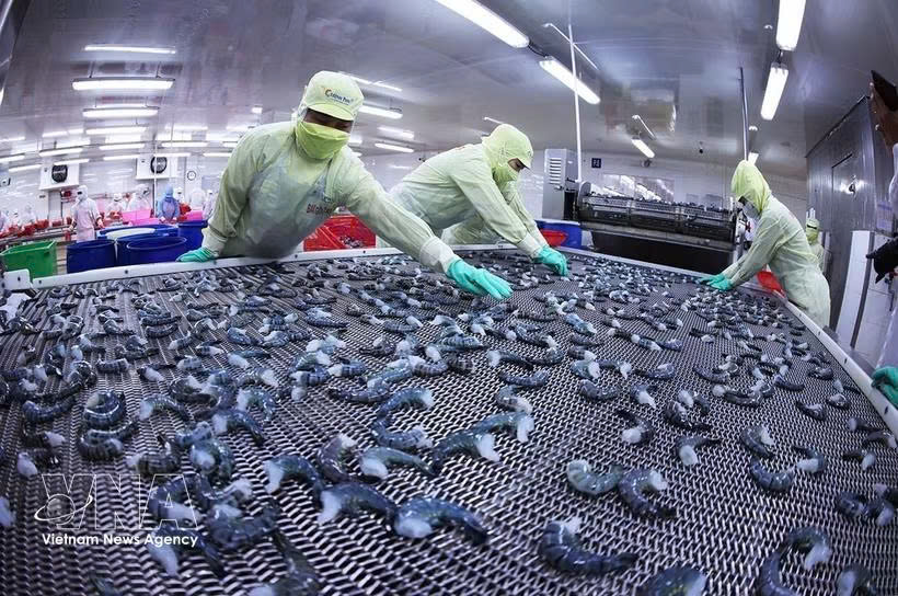 Shrimp exports reach 3.3 billion USD in eight months