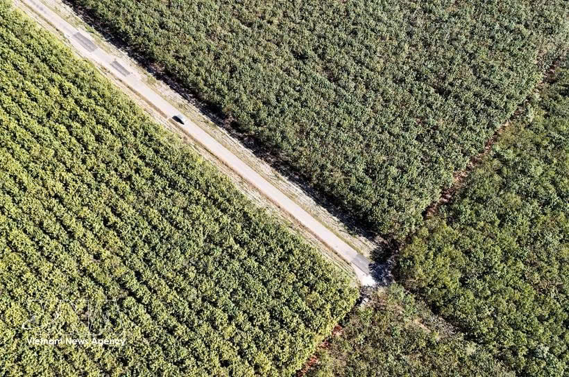Vietnam seeks to raise value of agro-forestry exports by leveraging supply chains