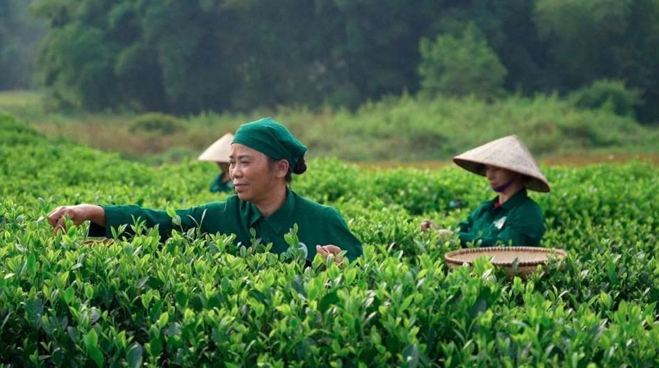 Vietnam tea exports to US gain value as prices rise