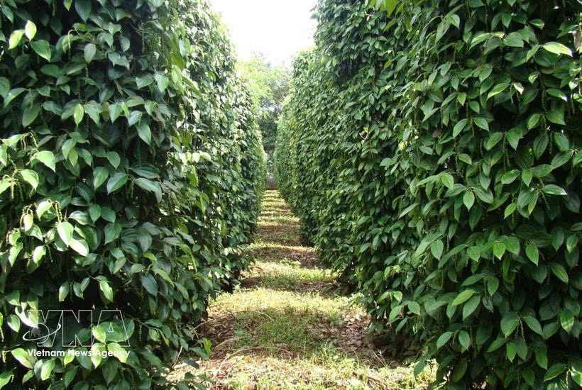 Vietnam’s pepper exports top 1.3 billion USD, maintain growth momentum