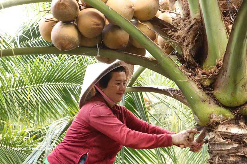Vietnam eyes APEC 2027 to push green farming, food security agenda