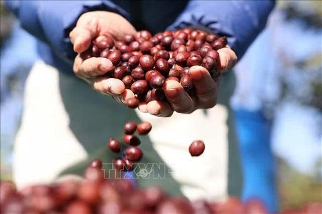 From scale to value: Việt Nam’s agro-forestry exports need control of the value chain