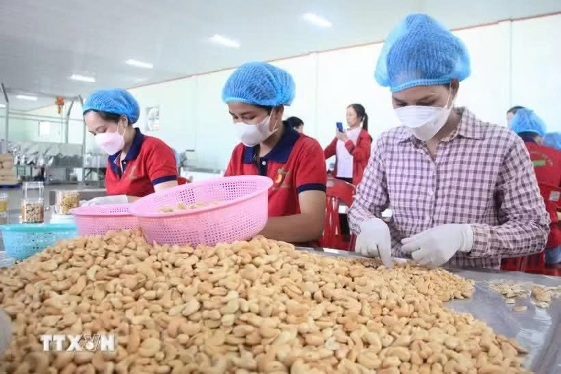 Vietnam cashew sector looks to reshape global supply chains