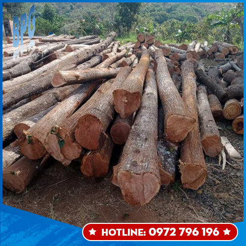 "Xoan" (Chinaberry) wood